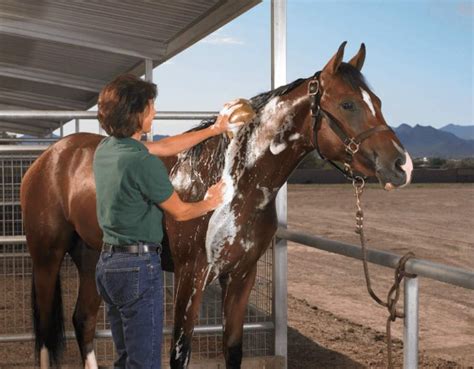 horse cumahot